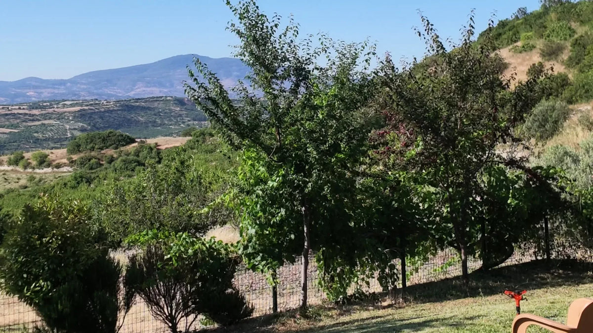 Çiftlikten dağlara ve meyve bahçelerine bakış